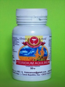 Pteridium aqulinum 